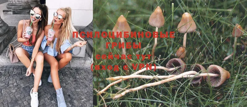 hydra как войти  Котлас  Псилоцибиновые грибы Psilocybe 